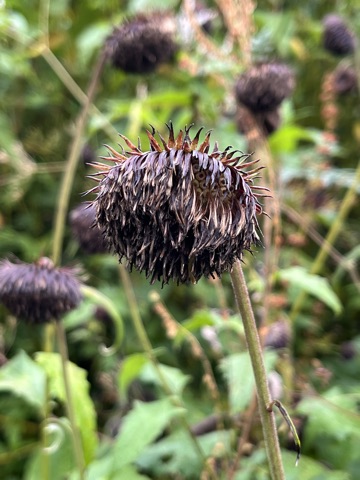 Spiny whorled head of Himalayan whorlflower.
