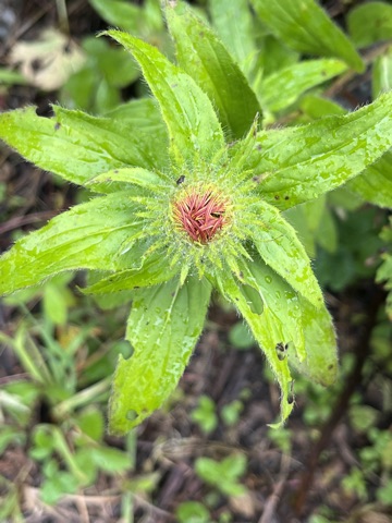 Photograph taken at Valley of Flowers on 2026-08-25 at 12:17 — iPhone 13.