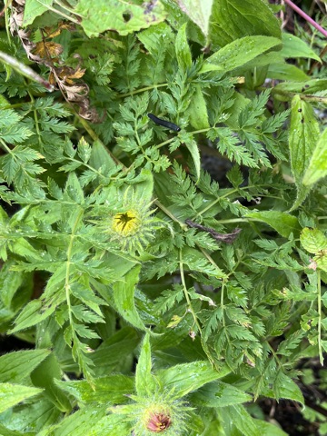 Photograph taken at Valley of Flowers on 2026-08-25 at 12:17 — iPhone 13.