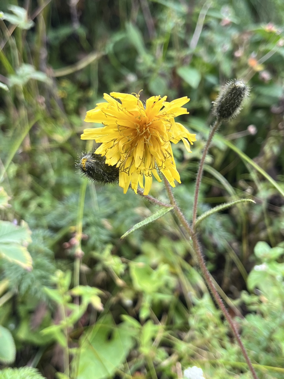 Photograph taken at Valley of Flowers on 2026-08-25 at 12:19 — iPhone 13.