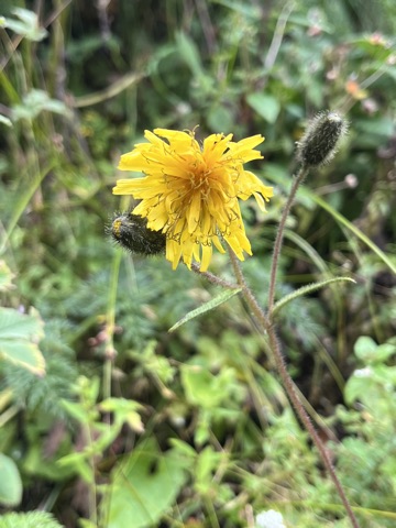 Photograph taken at Valley of Flowers on 2026-08-25 at 12:19 — iPhone 13.