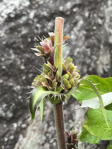 Photograph taken at Valley of Flowers on 2026-08-25 at 12:19 — iPhone 13.