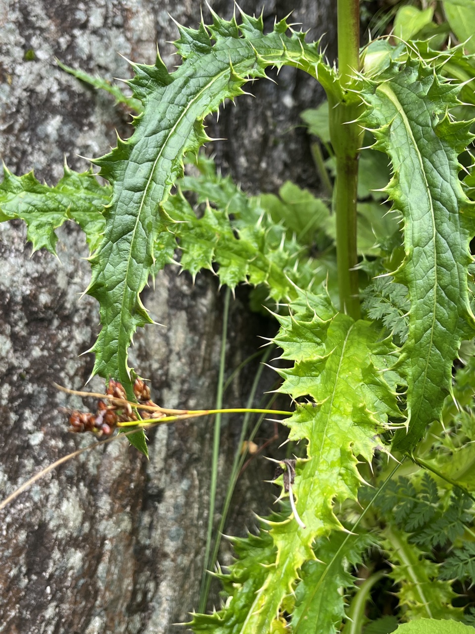 Photograph taken at Valley of Flowers on 2026-08-25 at 12:19 — iPhone 13.