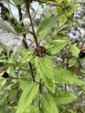 Photograph taken at Valley of Flowers on 2026-08-25 at 12:20 — iPhone 13.