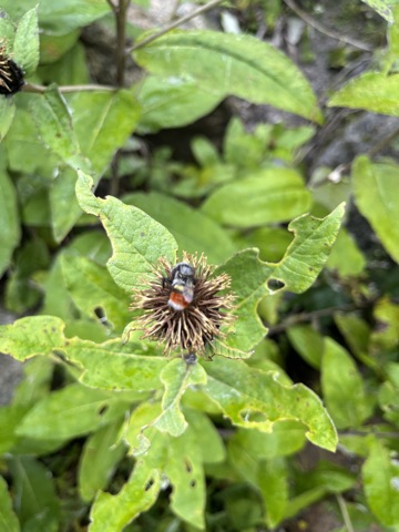 Photograph taken at Valley of Flowers on 2026-08-25 at 12:21 — iPhone 13.