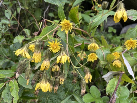 Photograph taken at Valley of Flowers on 2026-08-25 at 12:22 — iPhone 13.