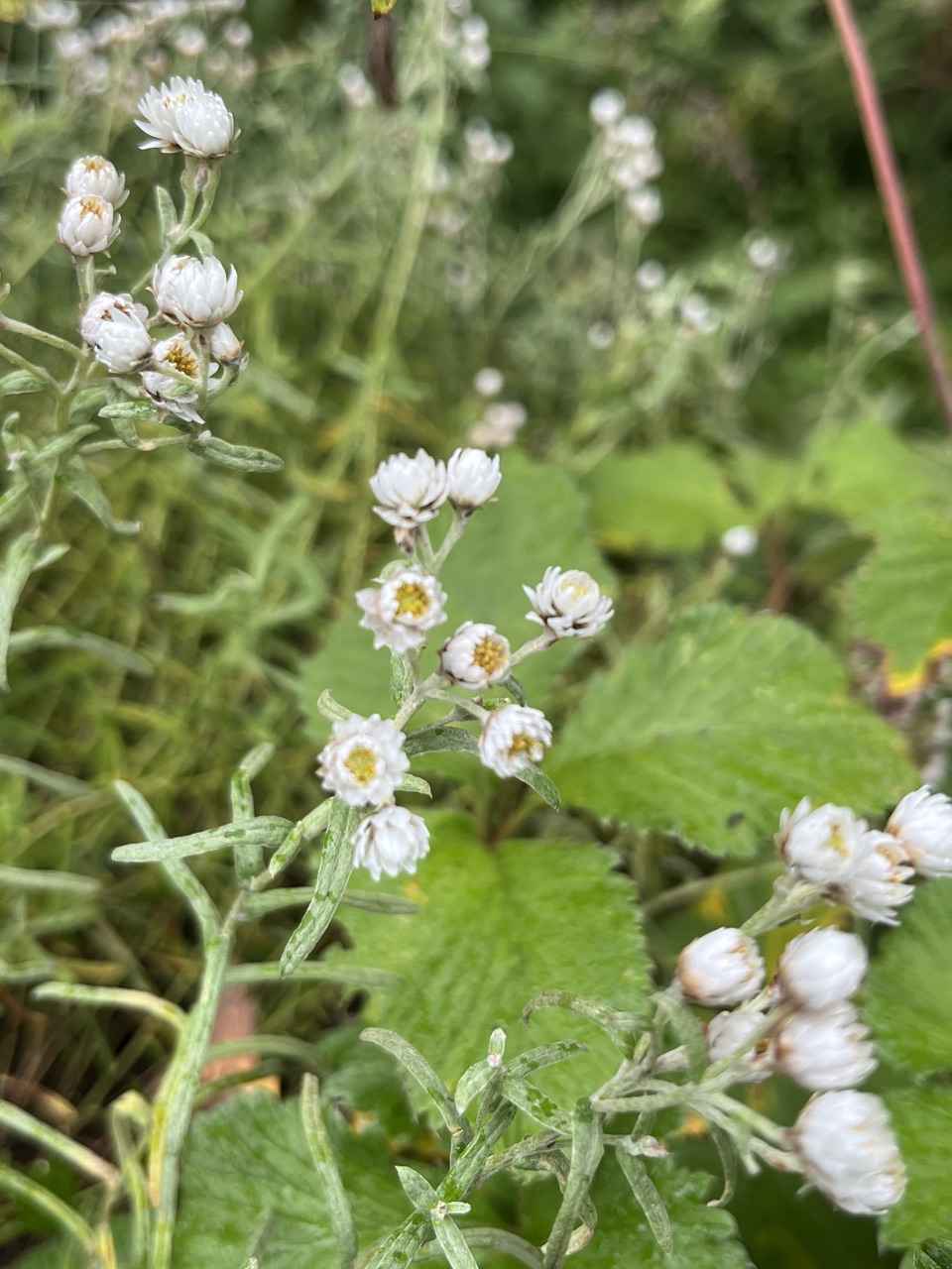 Photograph taken at Valley of Flowers on 2026-08-25 at 12:24 — iPhone 13.
