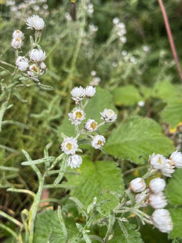 Photograph taken at Valley of Flowers on 2026-08-25 at 12:24 — iPhone 13.
