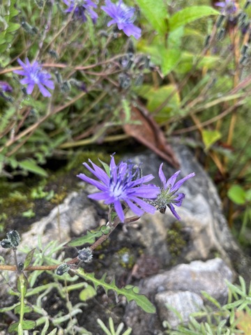 Photograph taken at Valley of Flowers on 2026-08-25 at 12:24 — iPhone 13.