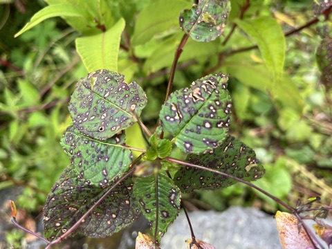 Photograph taken at Valley of Flowers on 2026-08-25 at 12:25 — iPhone 13.