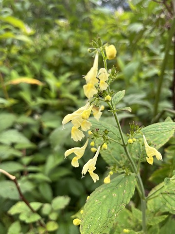 Photograph taken at Valley of Flowers on 2026-08-25 at 12:26 — iPhone 13.
