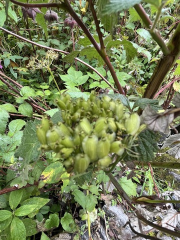 Photograph taken at Valley of Flowers on 2026-08-25 at 12:26 — iPhone 13.