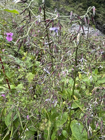 Photograph taken at Valley of Flowers on 2026-08-25 at 12:27 — iPhone 13.
