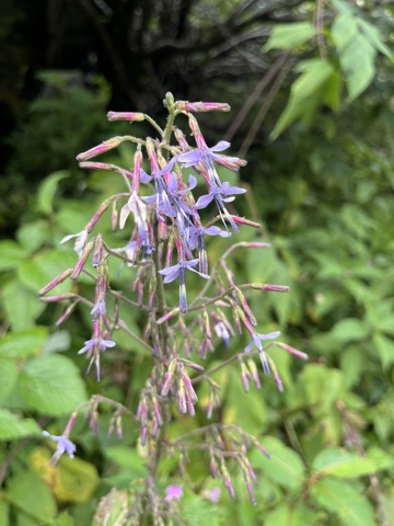 Photograph taken at Valley of Flowers on 2026-08-25 at 12:28 — iPhone 13.