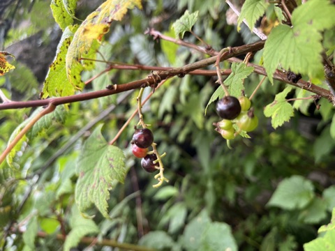 Photograph taken at Valley of Flowers on 2026-08-25 at 12:28 — iPhone 13.