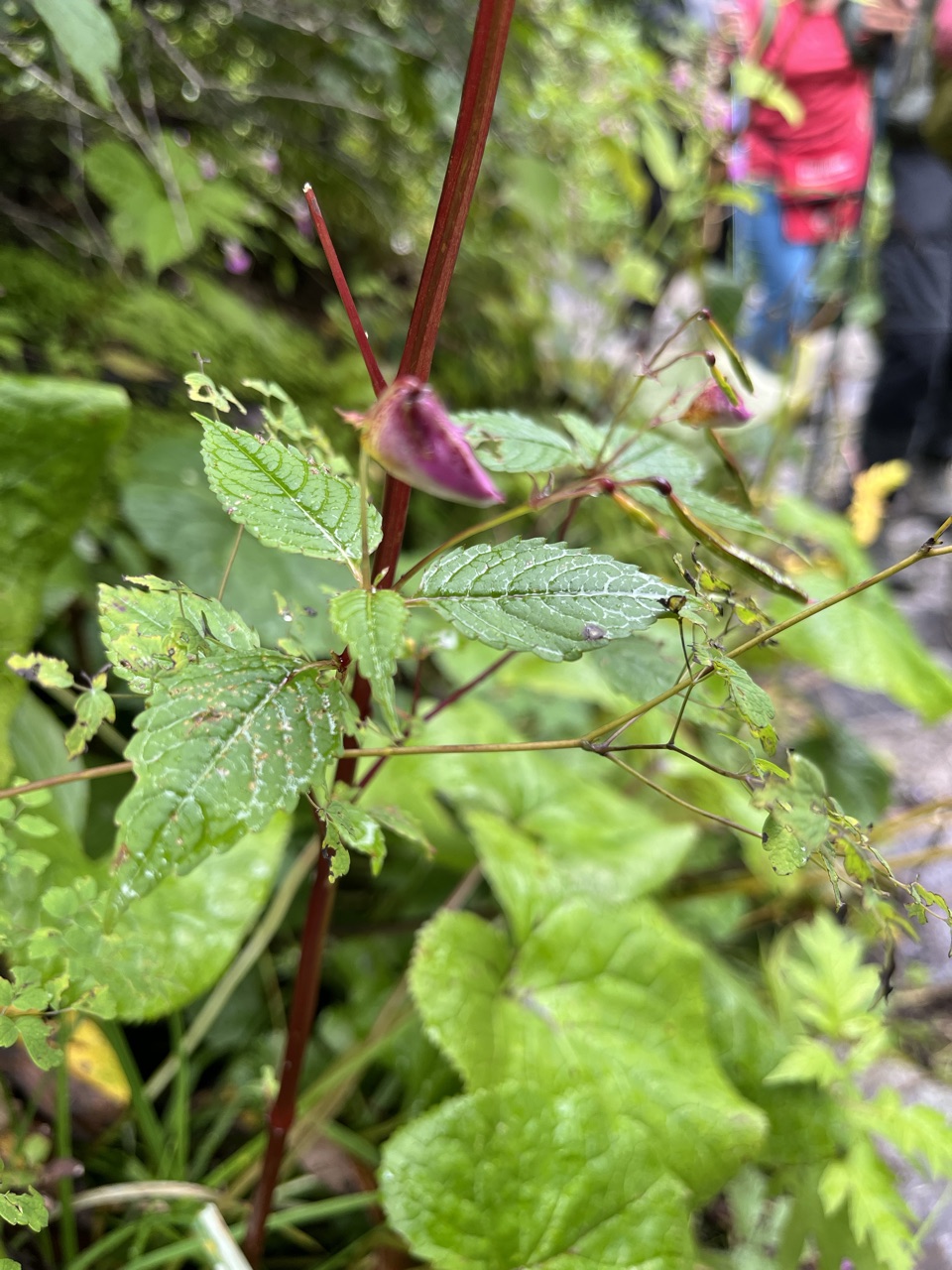 Photograph taken at Valley of Flowers on 2026-08-25 at 12:30 — iPhone 13.