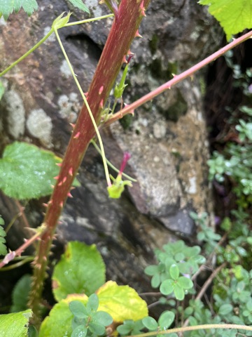 Photograph taken at Valley of Flowers on 2026-08-25 at 12:30 — iPhone 13.