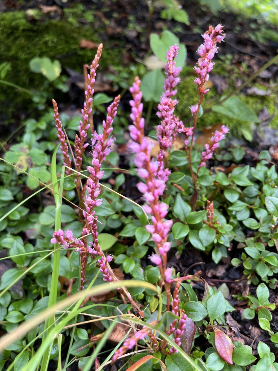 Pink bistort pokers in the meadow.