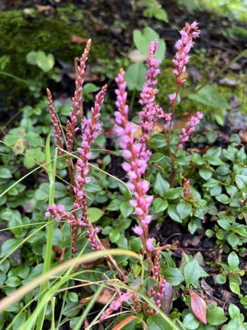 Pink bistort pokers in the meadow.