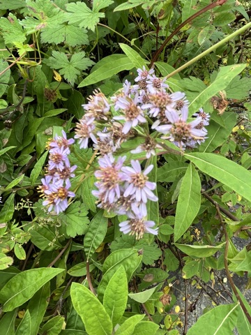 Lilac aster heads in the meadow.