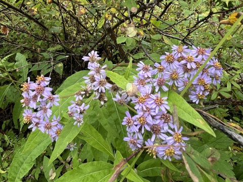 Cluster of lilac aster flowers.