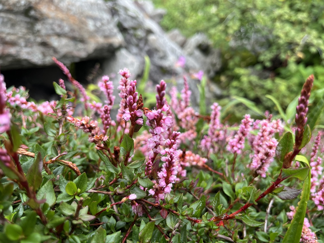 Himalayan bistort spikes.
