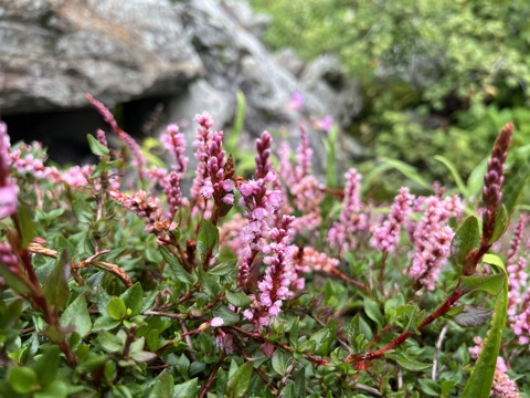 Himalayan bistort spikes.