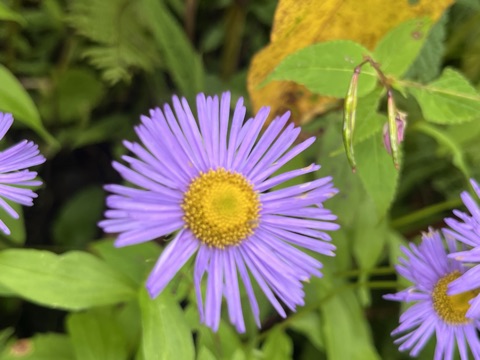 A large blue-violet Himalayan aster with a golden disc.