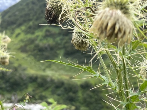 Photograph taken at Valley of Flowers on 2026-08-25 at 12:41 — iPhone 13.