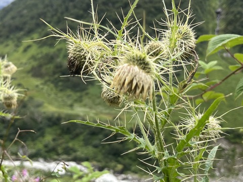 Photograph taken at Valley of Flowers on 2026-08-25 at 12:41 — iPhone 13.