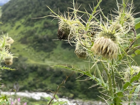 Photograph taken at Valley of Flowers on 2026-08-25 at 12:41 — iPhone 13.