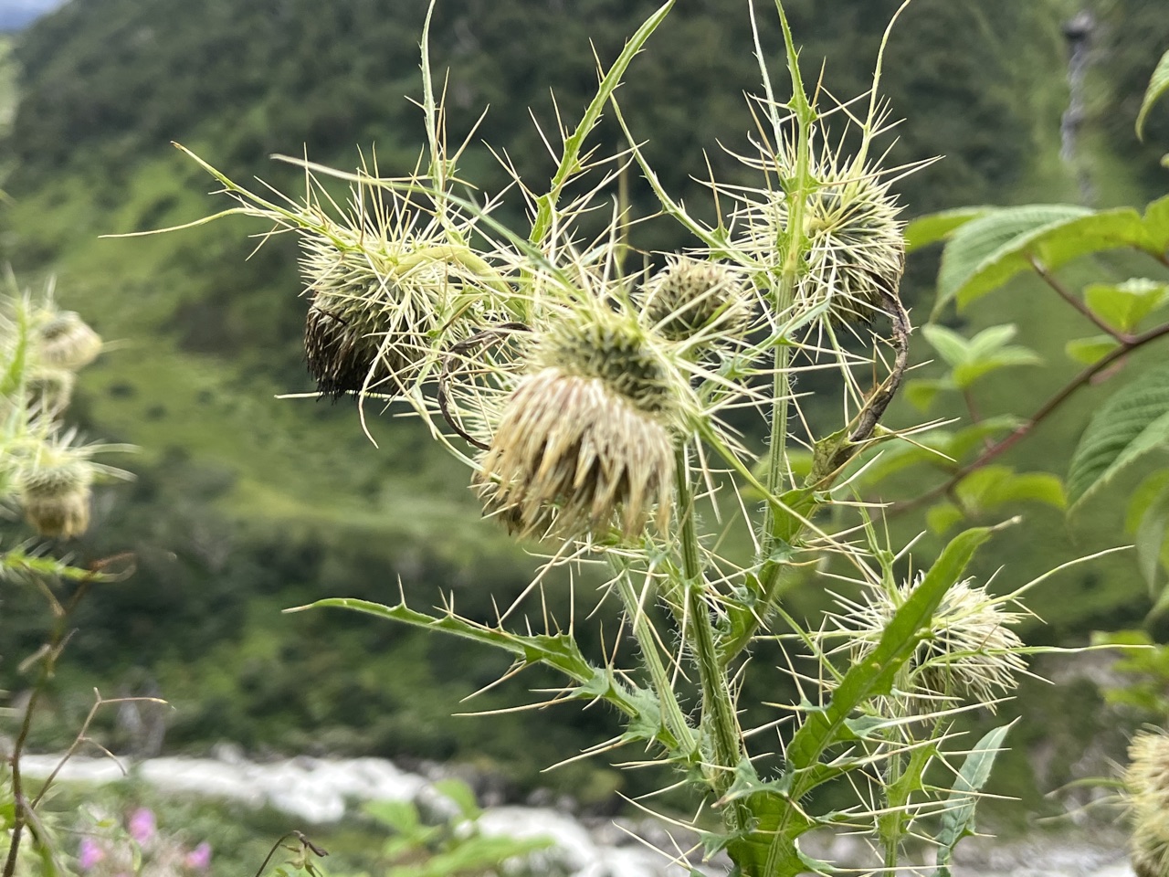 Photograph taken at Valley of Flowers on 2026-08-25 at 12:41 — iPhone 13.