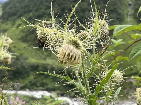 Photograph taken at Valley of Flowers on 2026-08-25 at 12:41 — iPhone 13.