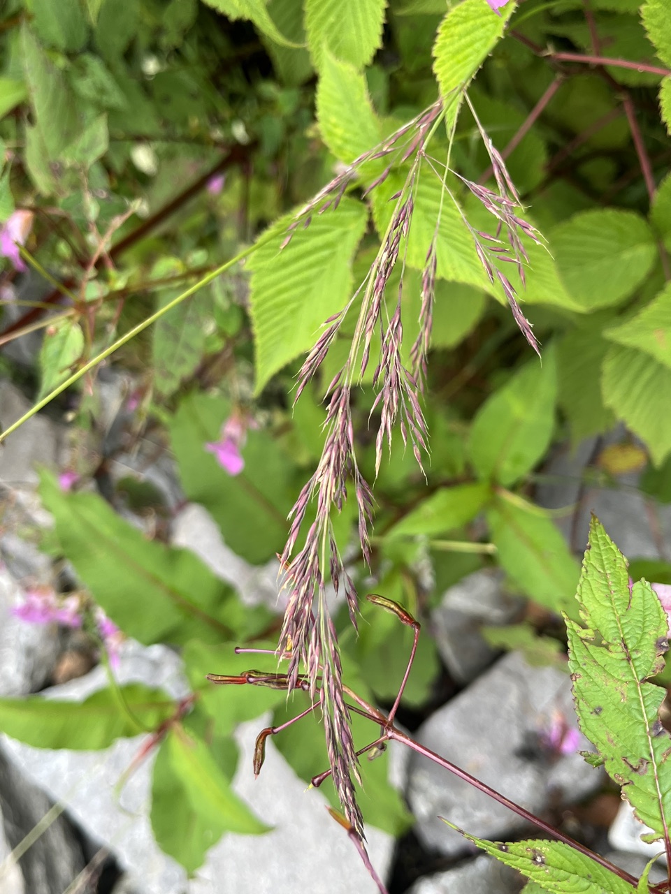 Photograph taken at Valley of Flowers on 2026-08-25 at 12:41 — iPhone 13.