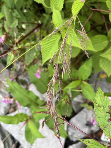 Photograph taken at Valley of Flowers on 2026-08-25 at 12:41 — iPhone 13.