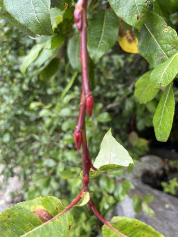 Photograph taken at Valley of Flowers on 2026-08-25 at 12:42 — iPhone 13.