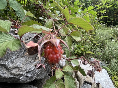 Photograph taken at Valley of Flowers on 2026-08-25 at 12:44 — iPhone 13.