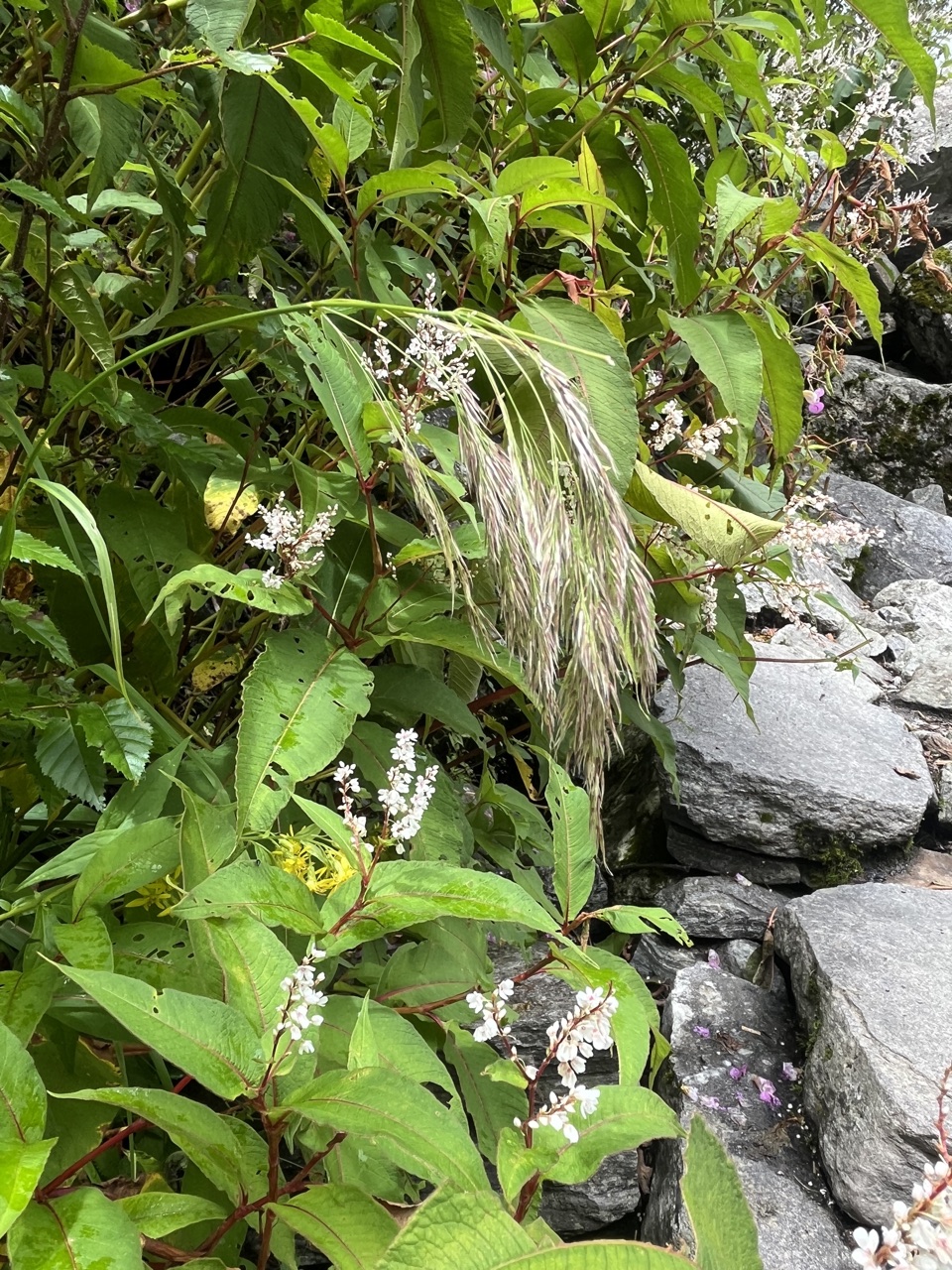Photograph taken at Valley of Flowers on 2026-08-25 at 12:45 — iPhone 13.