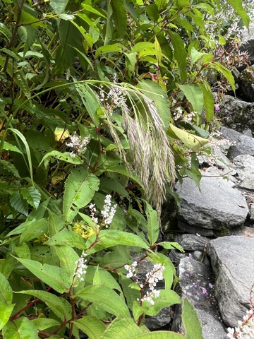 Photograph taken at Valley of Flowers on 2026-08-25 at 12:45 — iPhone 13.