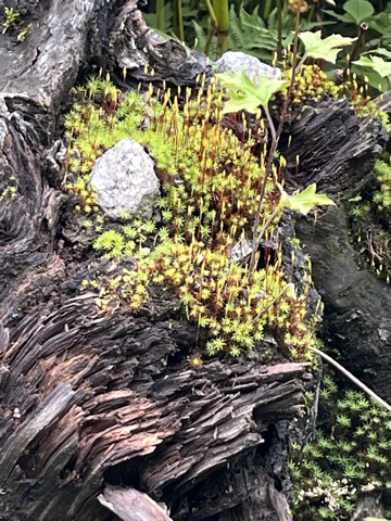 Photograph taken at Valley of Flowers on 2026-08-25 at 12:48 — iPhone 13.