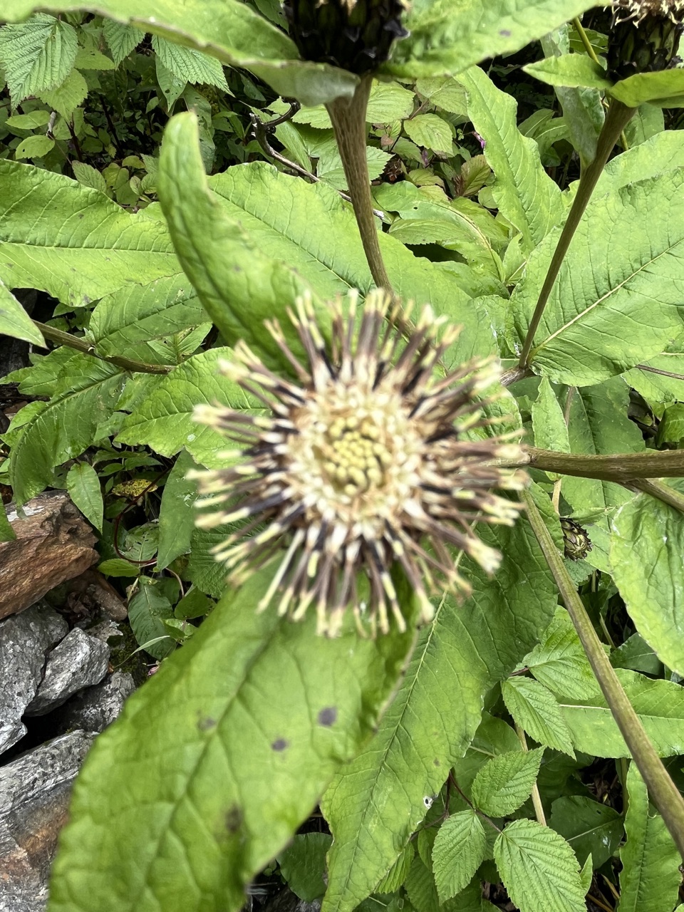 Whorlflower head, pale and spiny.