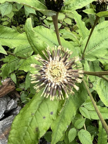 Whorlflower head, pale and spiny.