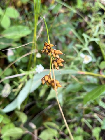 Photograph taken at Valley of Flowers on 2026-08-25 at 12:49 — iPhone 13.