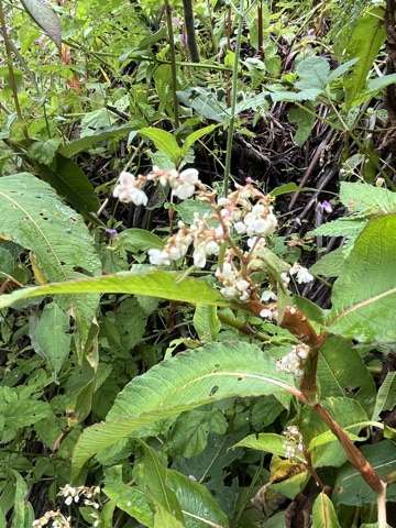 Photograph taken at Valley of Flowers on 2026-08-25 at 12:50 — iPhone 13.