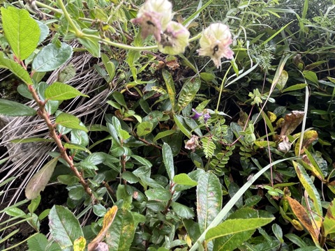 Anaphalis everlasting clusters.