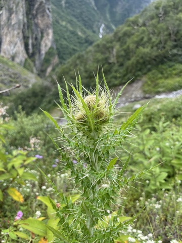 Photograph taken at Valley of Flowers on 2026-08-25 at 12:52 — iPhone 13.