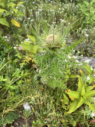 Photograph taken at Valley of Flowers on 2026-08-25 at 12:52 — iPhone 13.