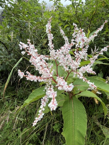 Photograph taken at Valley of Flowers on 2026-08-25 at 12:53 — iPhone 13.