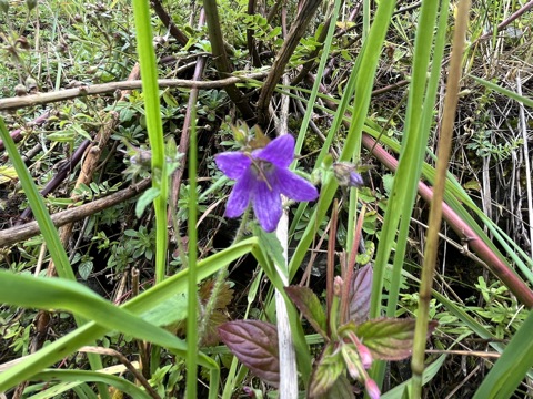 Photograph taken at Valley of Flowers on 2026-08-25 at 12:54 — iPhone 13.