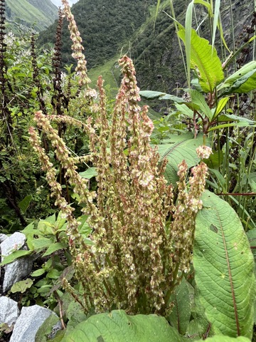 Photograph taken at Valley of Flowers on 2026-08-25 at 12:55 — iPhone 13.